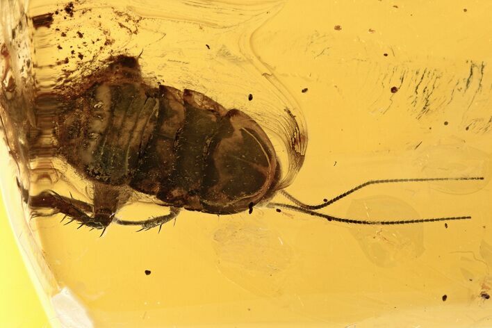 Detailed Fossil Cockroach (Blattodea) In Baltic Amber - Rare! #273278